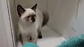 Mom Returns After Spay Surgery And Kittens React... 😿