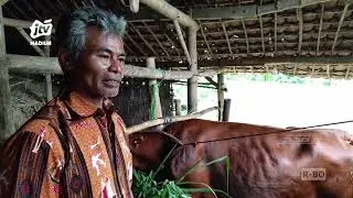 MAGETAN - Terinfeksi Virus PMK, Sapi Hanya Laku 2,5 - 3 Juta