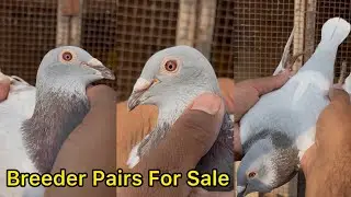 Breeder Racing Pigeons For Sale 2026