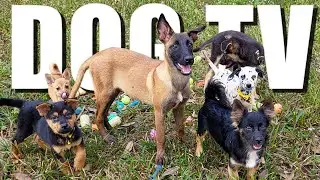 DOG TV: Ultimate Video Entertain for Dogs to Watch When Alone All Day 🐶 11 Hours of Dog Daycare TV 🐾