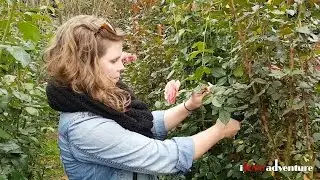 Charts Farm, Rose Picking