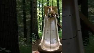 The little fox Echo: Playing on the slide #animation #cartoon #cute #animals #funny #fox #foryou