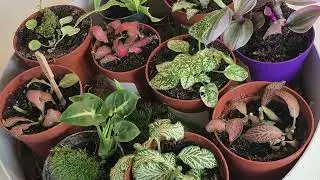 REALIZZIAMO INSIEME UN TERRARIUM CHIUSO
