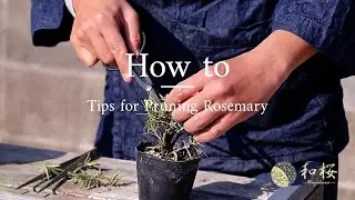 Tips for Pruning Rosemary 🌿