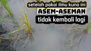 Sejak terapkan ILMU KUNO, asem-aseman tidak kembali lagi #asem-aseman #asam #padi #kerdil