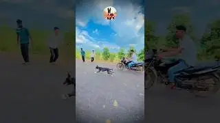 kolhapur dog race || dog res || Dog racing kolhapur || #shorts