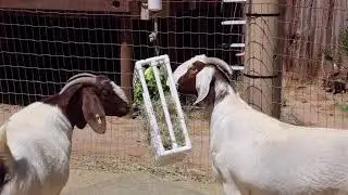 Domestic Goat Enrichment