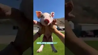 Минипиг &mdash; лучший домашний друг! #Минипиг #Животные #ФактыПроЖивотных #PigShorts #ИнтересныеФакты