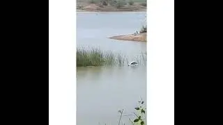 Khijadiya bird sanctuary  Jamnagar Gujarat.Best time to visit early in the morning Month nov-dec