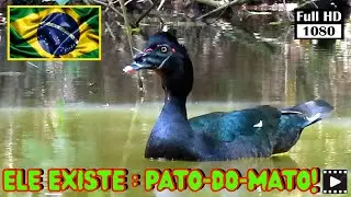 PATO-DO-MATO (Cairina moschata) cantando animal #Animais #PlanetaAves #MundoAnimal #RichardRasmussen