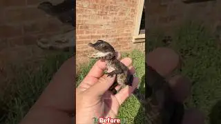 Amazing Animal Growth Journeys!😱 #amazinganimals #animalgrowth #animaltransformation #animals