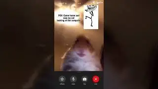 POV I catch my pet in his computer