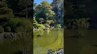 Japanese garden in San Mateo Central Park with a pet, 산마테오 센트럴파크 재패니스 가든 #댕댕이 산책