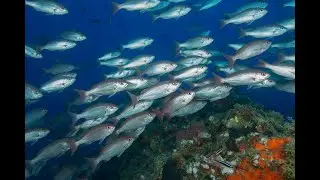 Management of Federal Fisheries: A Balancing Act