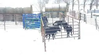 low stress cattle handling using a bud box with some freshly weaned calves