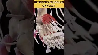 intrinsic foot muscles ||Vighnam concepts ||#muscle #foot #bones