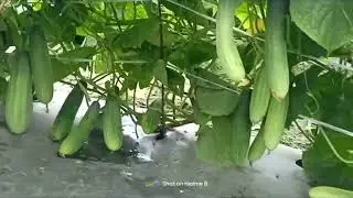 F1 cucumber 🥒 🥒 911