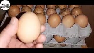How To Test For Bad Eggs