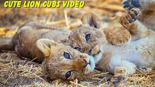 Cute Lion Cubs Playing Video