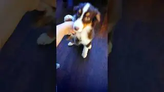 My little toy Aussie #5months 🩷🐾