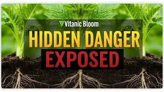 Why Doctors Say Avoid This Vegetable After 60 | Seniors Health | Vitanic Bloom | Health Tips
