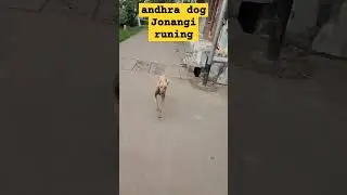 andhra dog Jonangi runing #ap #dog #jonangi #undurthipaulfoundation