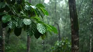 Calming Forest Rain + Native American Flute &ndash; Relax, Heal & Sleep Instantly (3H)