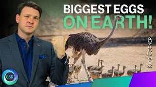 This 9-Foot Bird Lays the Biggest Eggs on Earth! | Kids Science Corner with David Rives on GSR