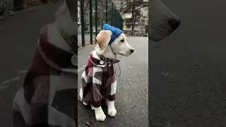 Яка шапочка наймиліша на песику? Чорна чи синя ?