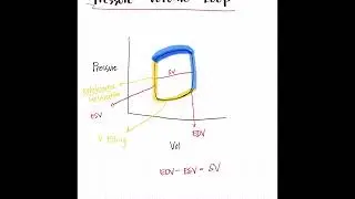 Easiest Pressure Volume Loop Breakdown | S1&ndash;S4, Valves & SV Explained Fast!