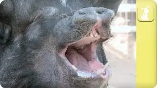 How to groom a pig - My Pet Pig