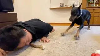 【危険】骨を食べようとしたら、いきなり豹変したドーベルマン