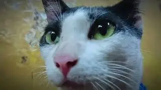 Chiku Billi subscribe 1m छोटा स ब्लॉक चीकूका Desi billi#cat 
