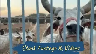 Cows Behind Fence in Indian Gaushala | Animal Protection & Welfare