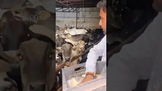 Based on real story #cow #ngo #saveearth #saveanimals