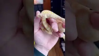 Albino Darwin Carpet Python!