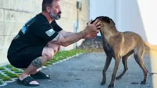 ⚡ Blink and You&rsquo;ll Miss This Malinois Speed 😳 #malinois #fastdog #trending 