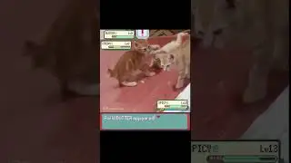 Orange Cat fights its siblings in Pokemon! - EeveeSite #pokemon #irlpokemon #funnycats #pokemonmemes