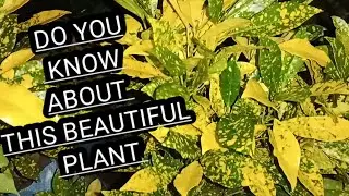 Best plant for home decor || Lemon croton plant || Berhampur nursery 