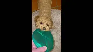 Angry Bird was yesterday. Have You ever seen a Dog Error? 😂😂😂😂 Barbara 💥💥