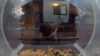 Stupid Birds in Slow Motion | Bird Cam Slo Mo