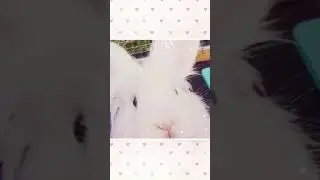 Butterscotch & Belgium Adoption Video - Baby Blue Bee Bunnies Rabbit Rescue Scotland Adoption