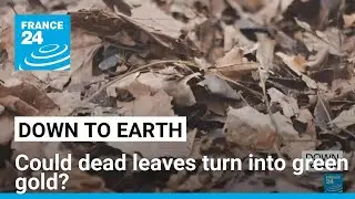 Could dead leaves turn into green gold? &bull; FRANCE 24 English
