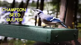 ПТИЦЫ МЭНА готовятся к СУРОВОЙ ЗИМЕ