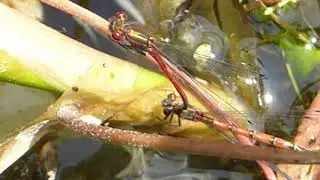 Mating pair - Damselflies  - Pyrrhosoma nymphula - Glermey - Meyjarflugur - Skord&yacute;r