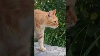 🔥🔥🔥🔥🔥👋#cats #cuteanimal #cats_of_world #catlover #cutecatandpuppyworld #рекомендации 🔥🔥🔥🔥🔥🔥🔥🐈
