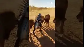 This Guy Wore SPIKED ARMOR To Fight Lions?!😱😨 #lion #shorts #yt #spike #ai #funny #jhoanduran #fyp