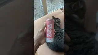 Featuring my cat Zoey ​Zoa White Peach Energy Drink  #review #fyp #energydrink gy