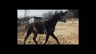 #coltstarting #Ripple #saddletraining