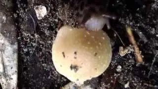 Leopard slug (Limax maximus) eating mushroom